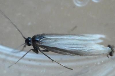 <i>Pleurota</i>
