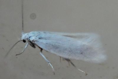 <i>Elachista argentella</i>