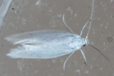 <i>Elachista argentella</i>