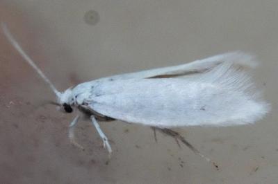<i>Elachista argentella</i>
