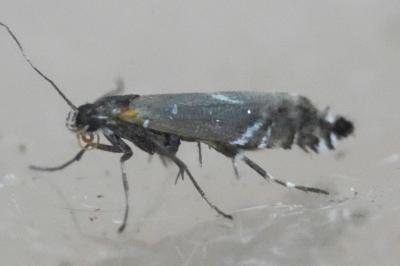 <i>Glyphipterix</i>