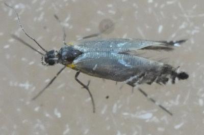 <i>Glyphipterix</i>