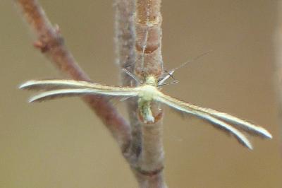 <i>Merrifieldia</i>
