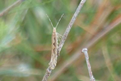 <i>Plutella xylostella</i>