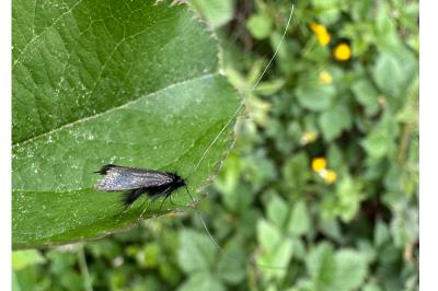 <i>Adela reaumurella</i>