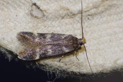 <i>Aroga temporariella</i>
