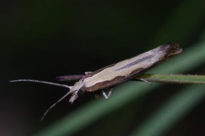 <i>Plutella xylostella</i>