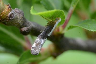 <i>Argyresthia spinosella</i>