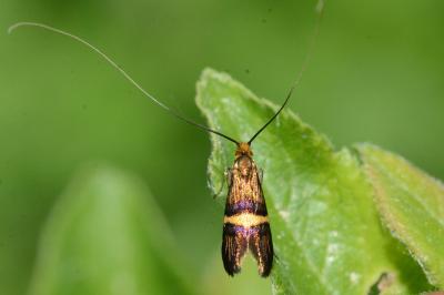 <i>Adela croesella</i>