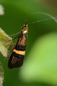 <i>Adela croesella</i>