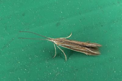 <i>Coleophora albicosta</i>