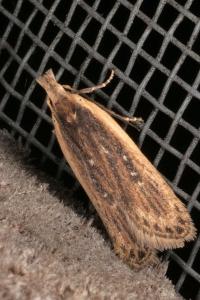 <i>Nothris congressariella</i>