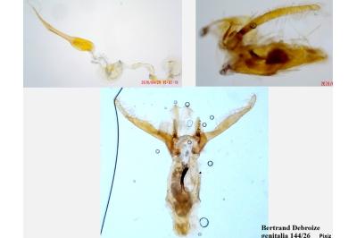 <i>Nothris congressariella</i>