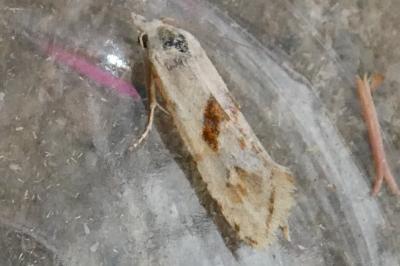 <i>Cochylimorpha straminea</i>