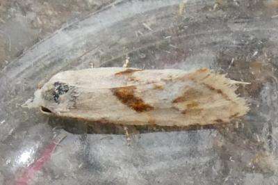 <i>Cochylimorpha straminea</i>