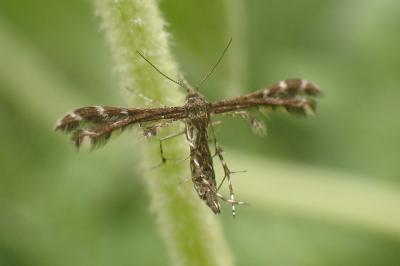 <i>Capperia fusca</i>