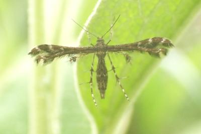 <i>Capperia fusca</i>