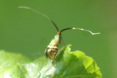 <i>Adela australis</i>