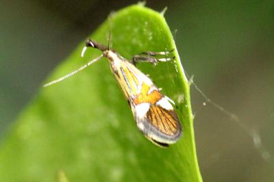 <i>Alabonia geoffrella</i>