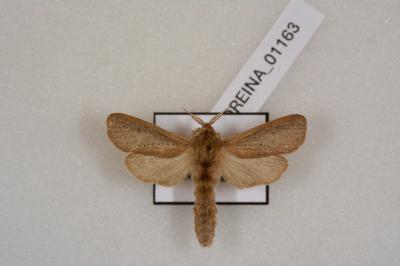 <i>Phragmataecia castaneae</i>