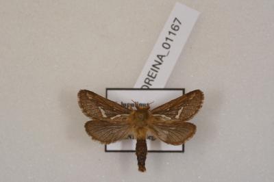 <i>Korscheltellus lupulinus</i>