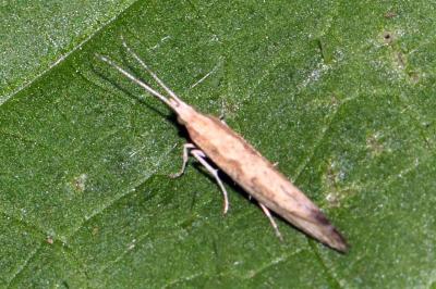 <i>Plutella xylostella</i>