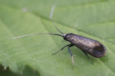 <i>Adela reaumurella</i>