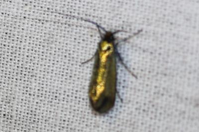 <i>Adela reaumurella</i>