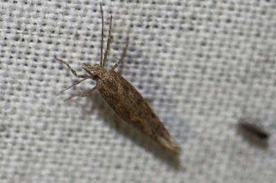 <i>Plutella xylostella</i>