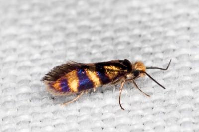 <i>Micropterix aglaella</i>
