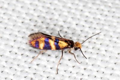 <i>Micropterix aglaella</i>