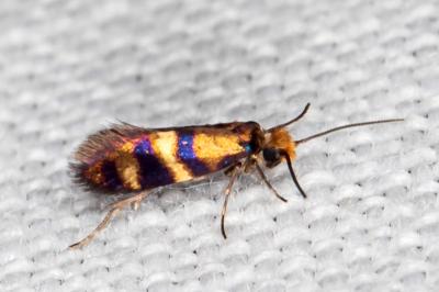 <i>Micropterix aglaella</i>
