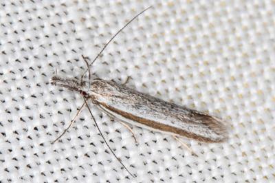 <i>Pleurota ericella</i>