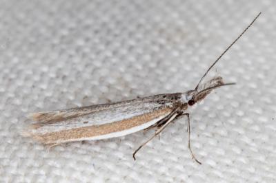 <i>Pleurota ericella</i>