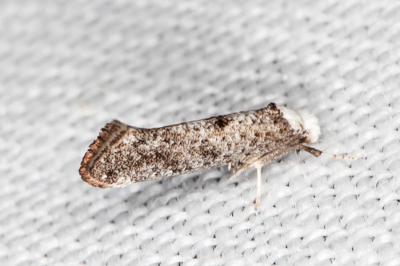 <i>Paraswammerdamia albicapitella</i>