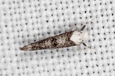 <i>Paraswammerdamia albicapitella</i>