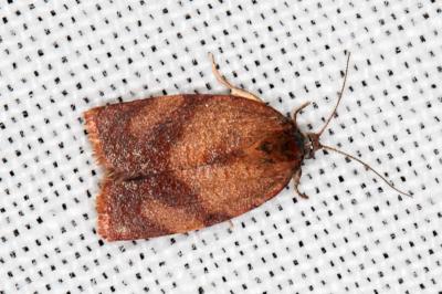 <i>Cacoecimorpha pronubana</i>