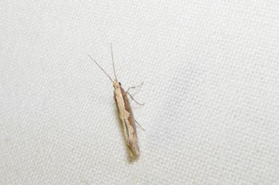 <i>Plutella xylostella</i>
