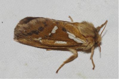 <i>Korscheltellus lupulinus</i>