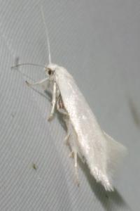 <i>Elachista</i>