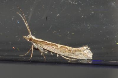 <i>Plutella xylostella</i>