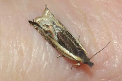 <i>Ancylis apicella</i>