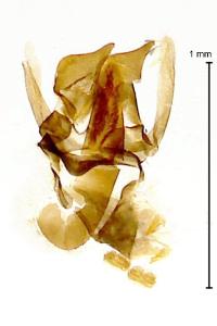 <i>Spuleria flavicaput</i>