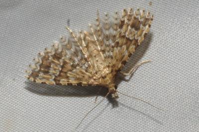 <i>Alucita cymatodactyla</i>