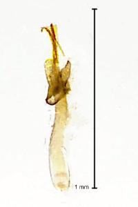 <i>Bucculatrix bechsteinella</i>