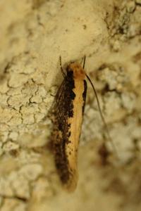 <i>Monopis</i>