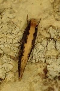 <i>Monopis</i>