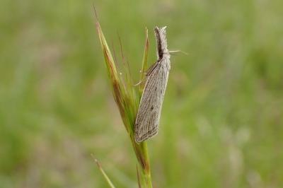 <i>Minetia</i>