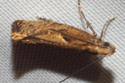 <i>Acrolepiopsis vesperella</i>