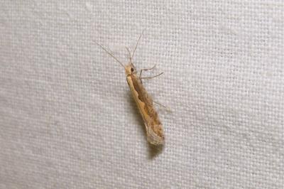 <i>Plutella xylostella</i>